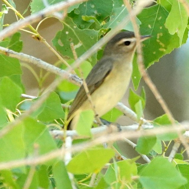 sangvireo - ML452024201