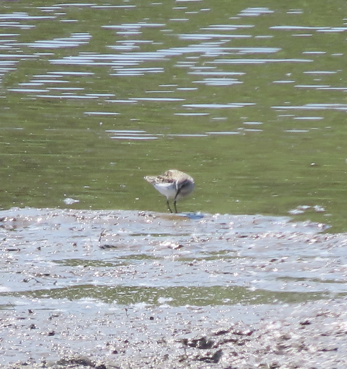 Semipalmated Sandpiper - ML452025101