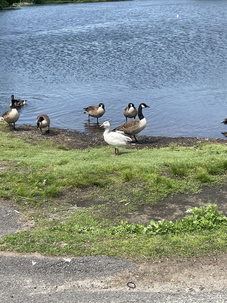 Snow Goose - ML452025251