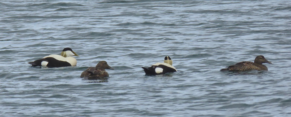 Common Eider - ML452025541