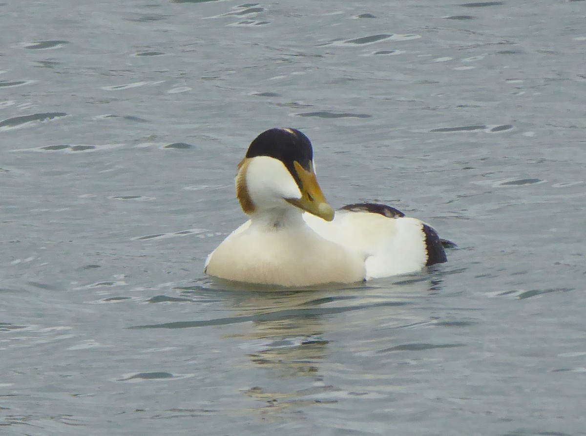 Eider arrunta - ML452025571