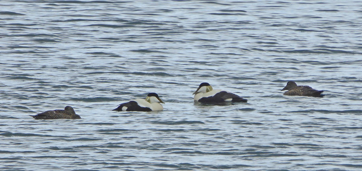 Eider arrunta - ML452025581