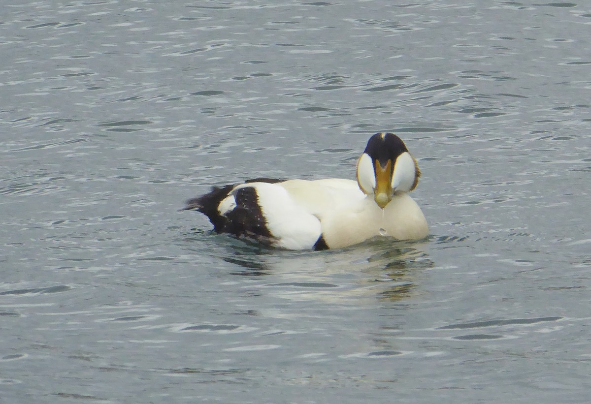 Eider arrunta - ML452025631