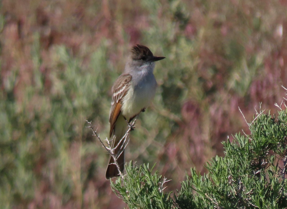 Ash-throated Flycatcher - ML452025811