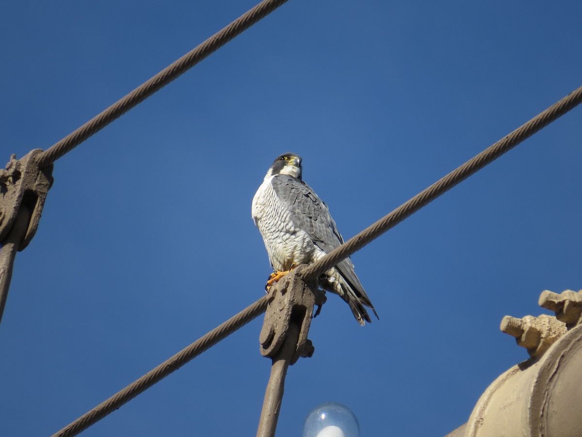 Peregrine Falcon - ML45202601