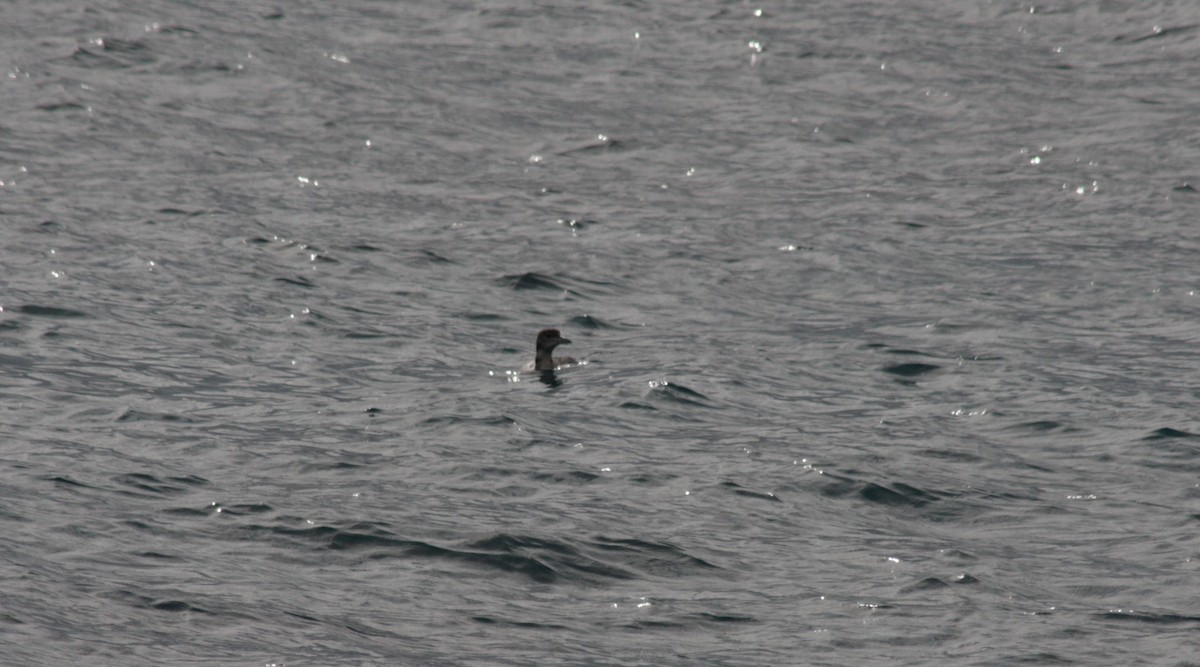 Common Loon - ML45202691