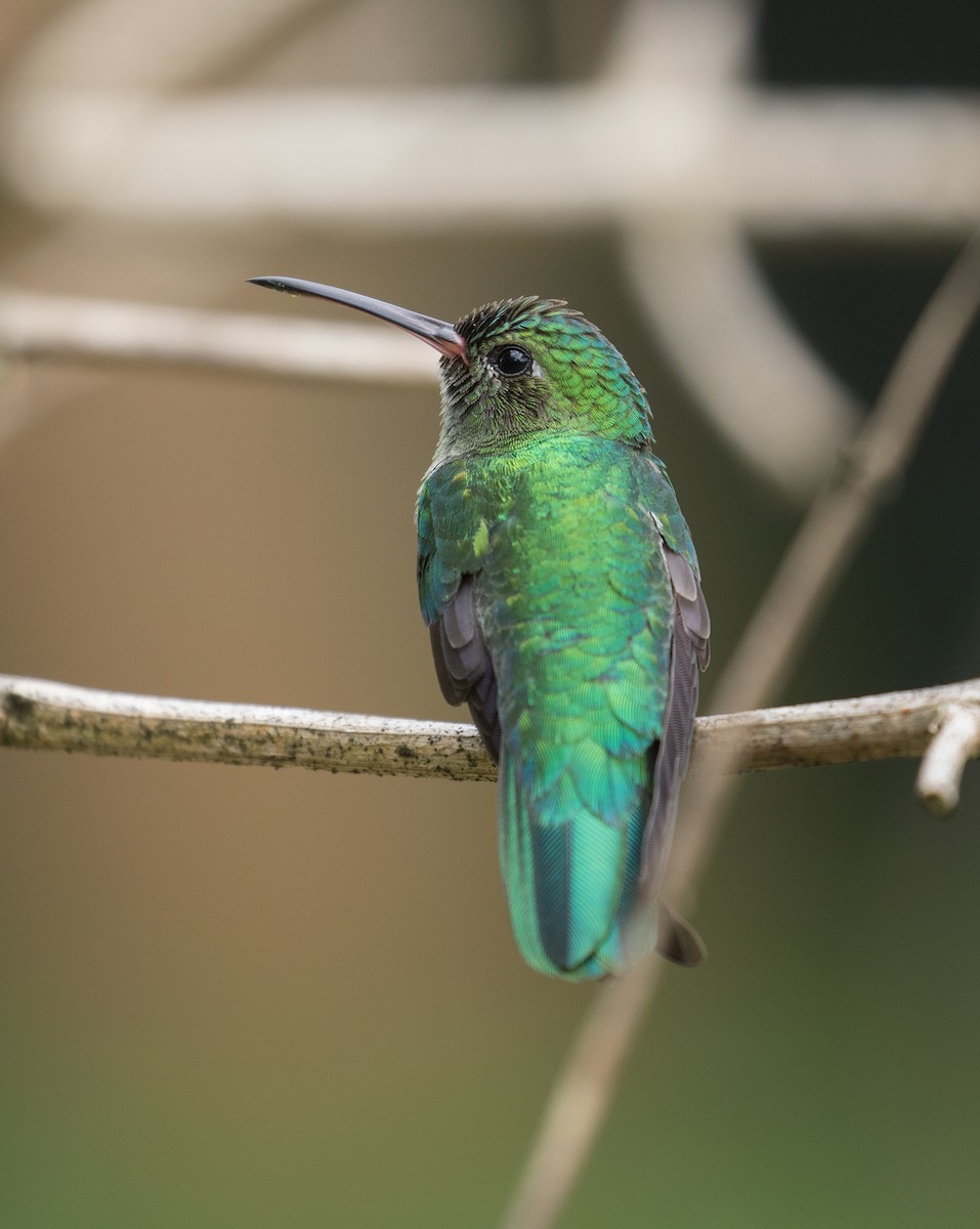 Green-tailed Goldenthroat - ML452027921