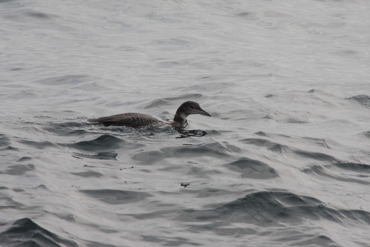 Common Loon - ML45202811