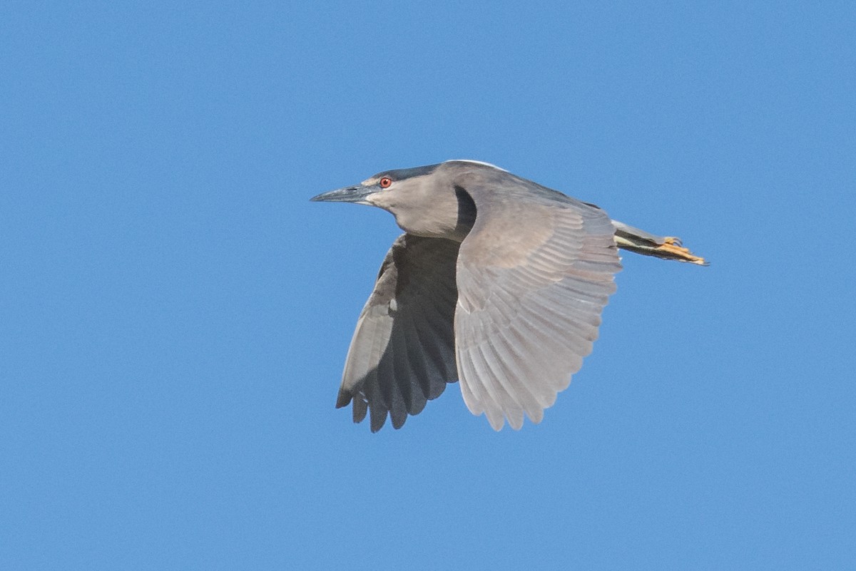 Black-crowned Night Heron - ML452028191