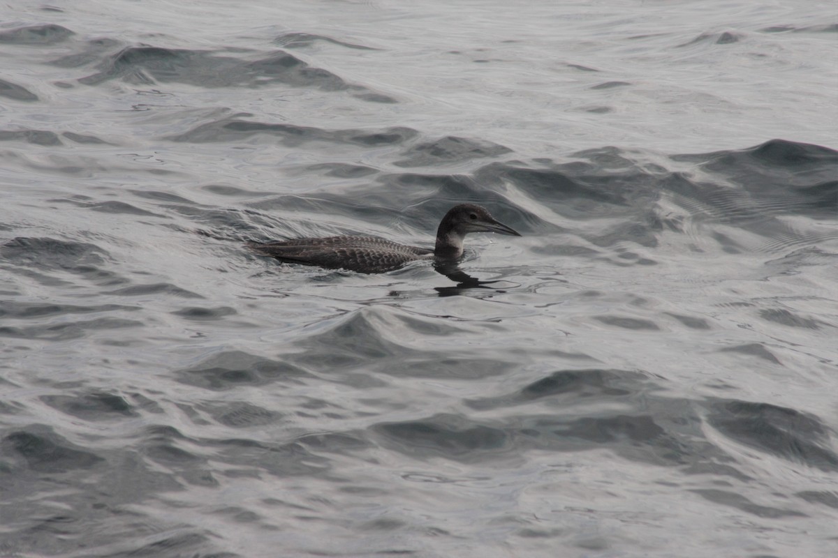 Common Loon - ML45202861