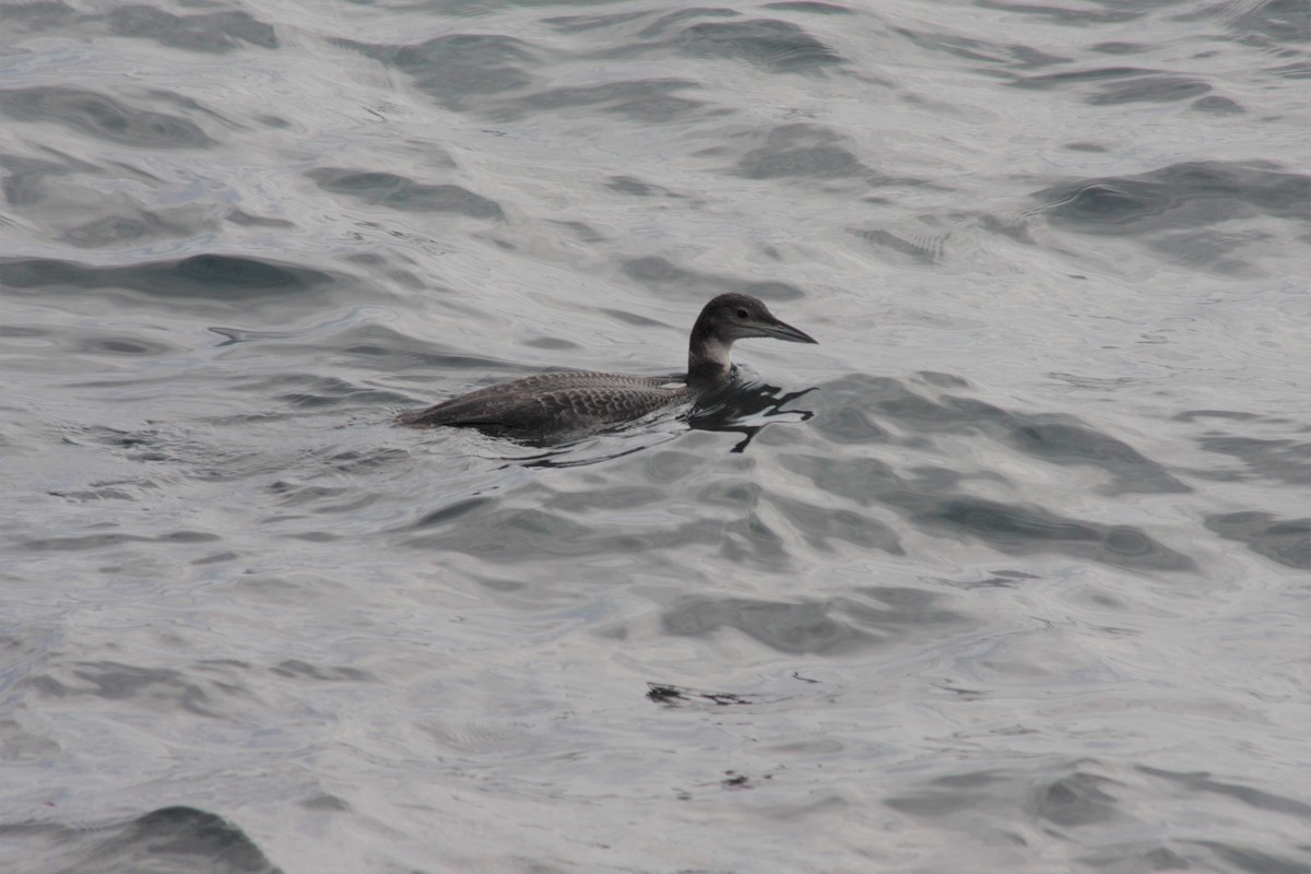 Common Loon - ML45202871