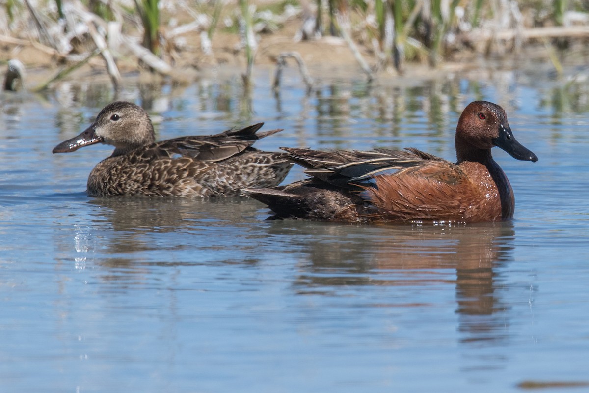 Cinnamon Teal - Jeff Bleam