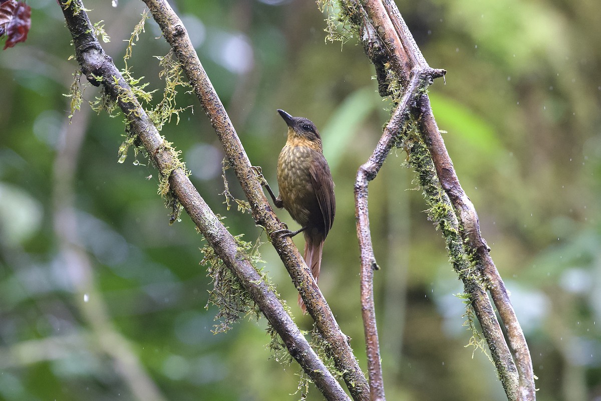 Streak-breasted Treehunter - ML452029661