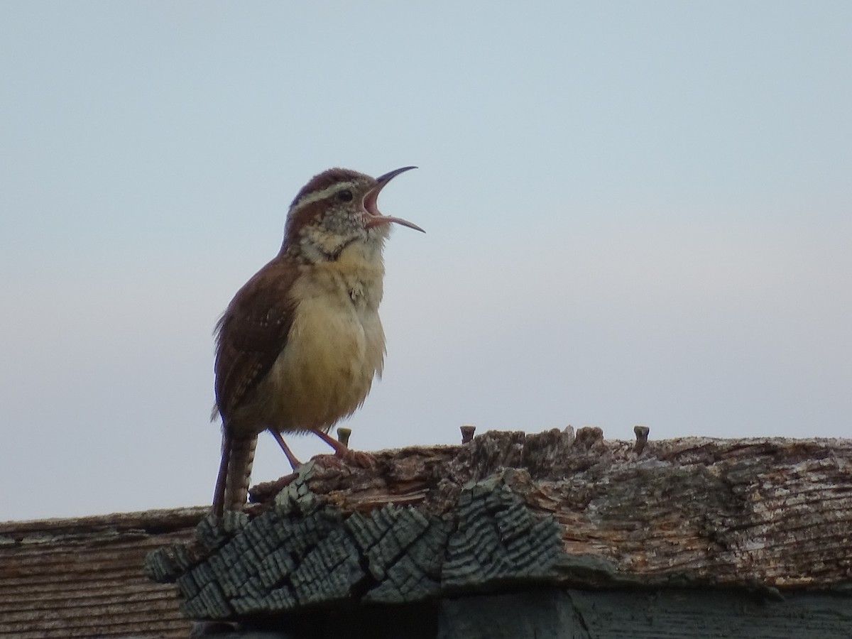 Carolina Wren - ML452030531