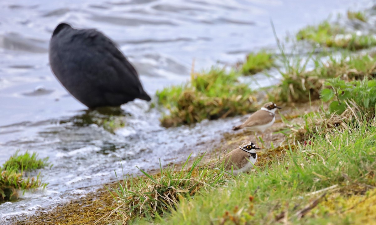 Little Ringed Plover - ML452030901