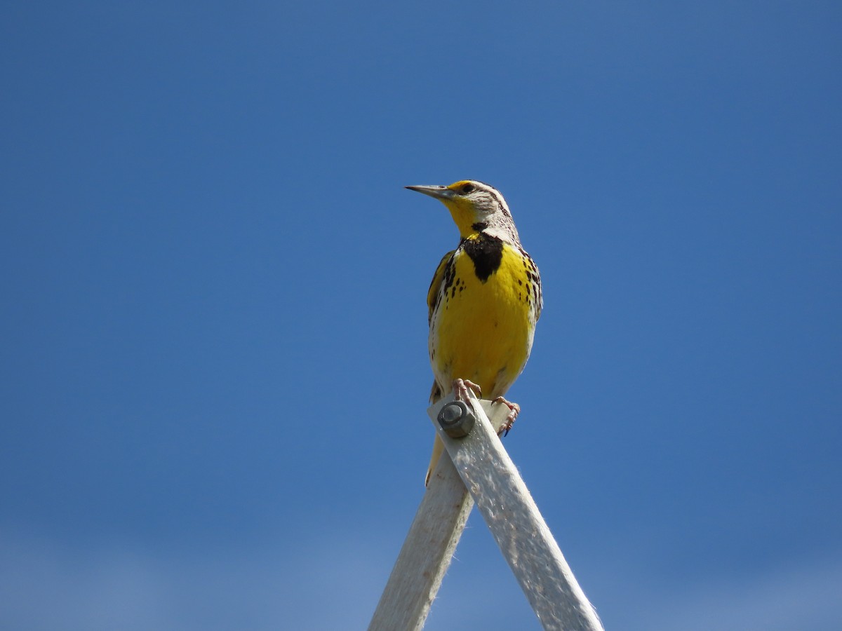 Western Meadowlark - ML452031001