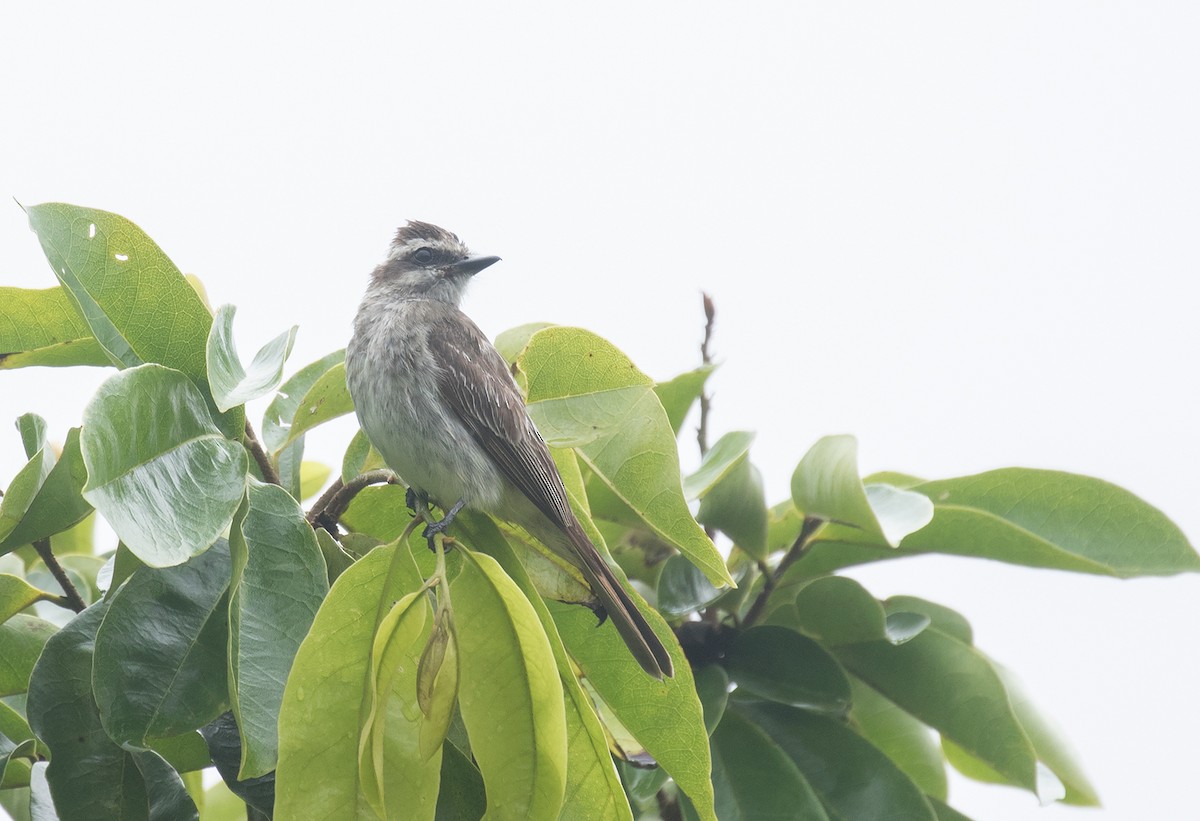 Variegated Flycatcher - Leon Moore