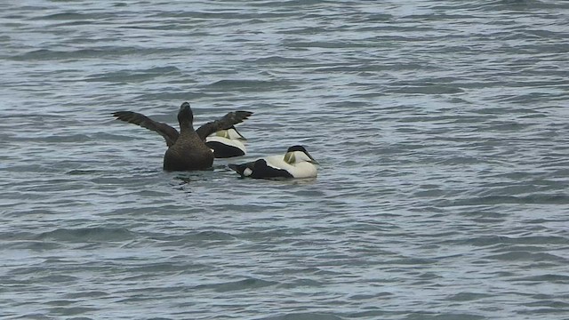 Common Eider - ML452031381