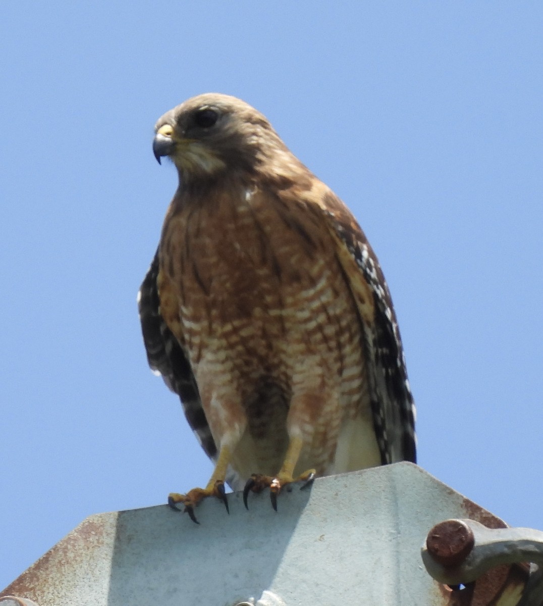 Red-shouldered Hawk - ML452031431