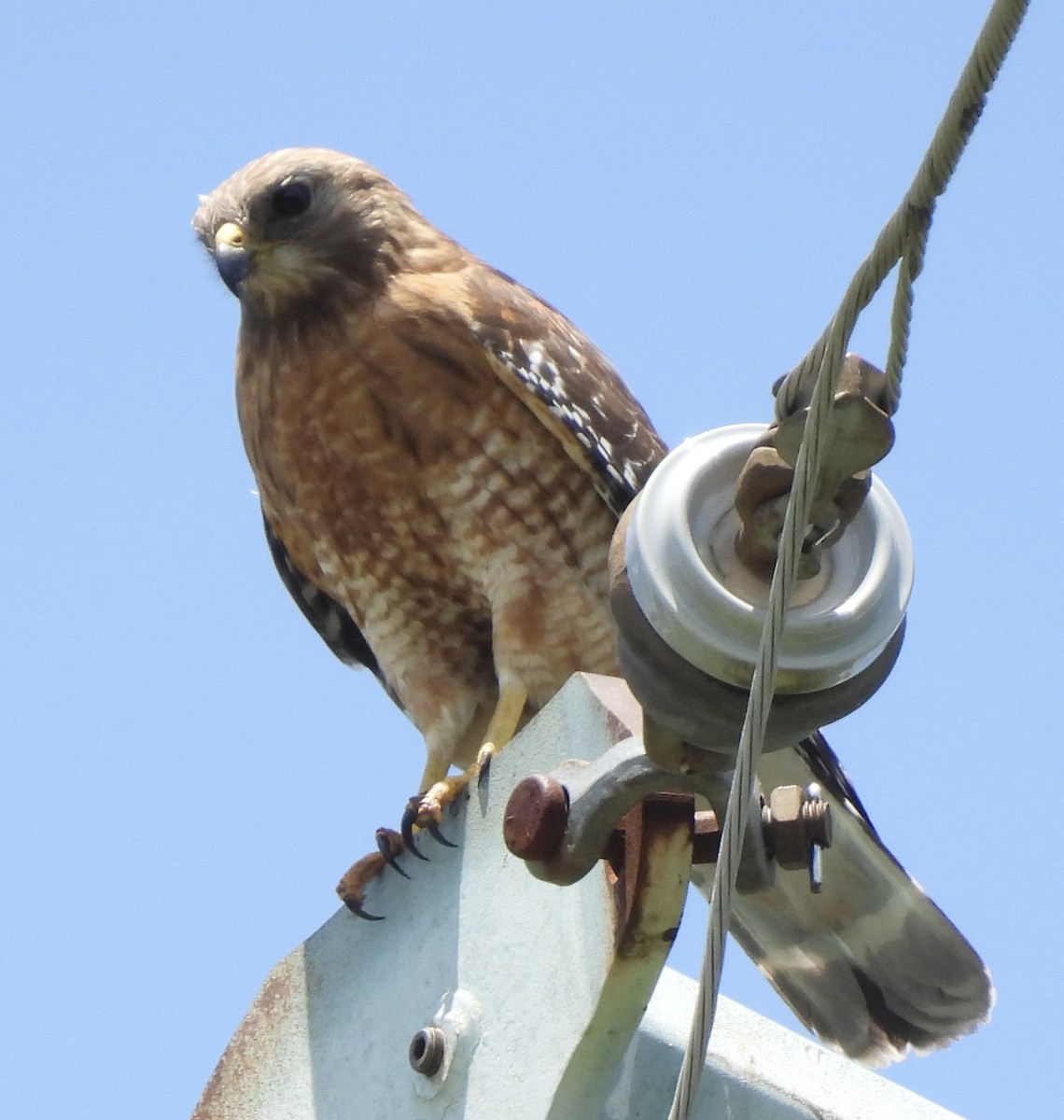 Red-shouldered Hawk - ML452031461