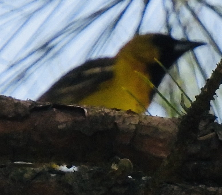 Orchard Oriole - ML452031711