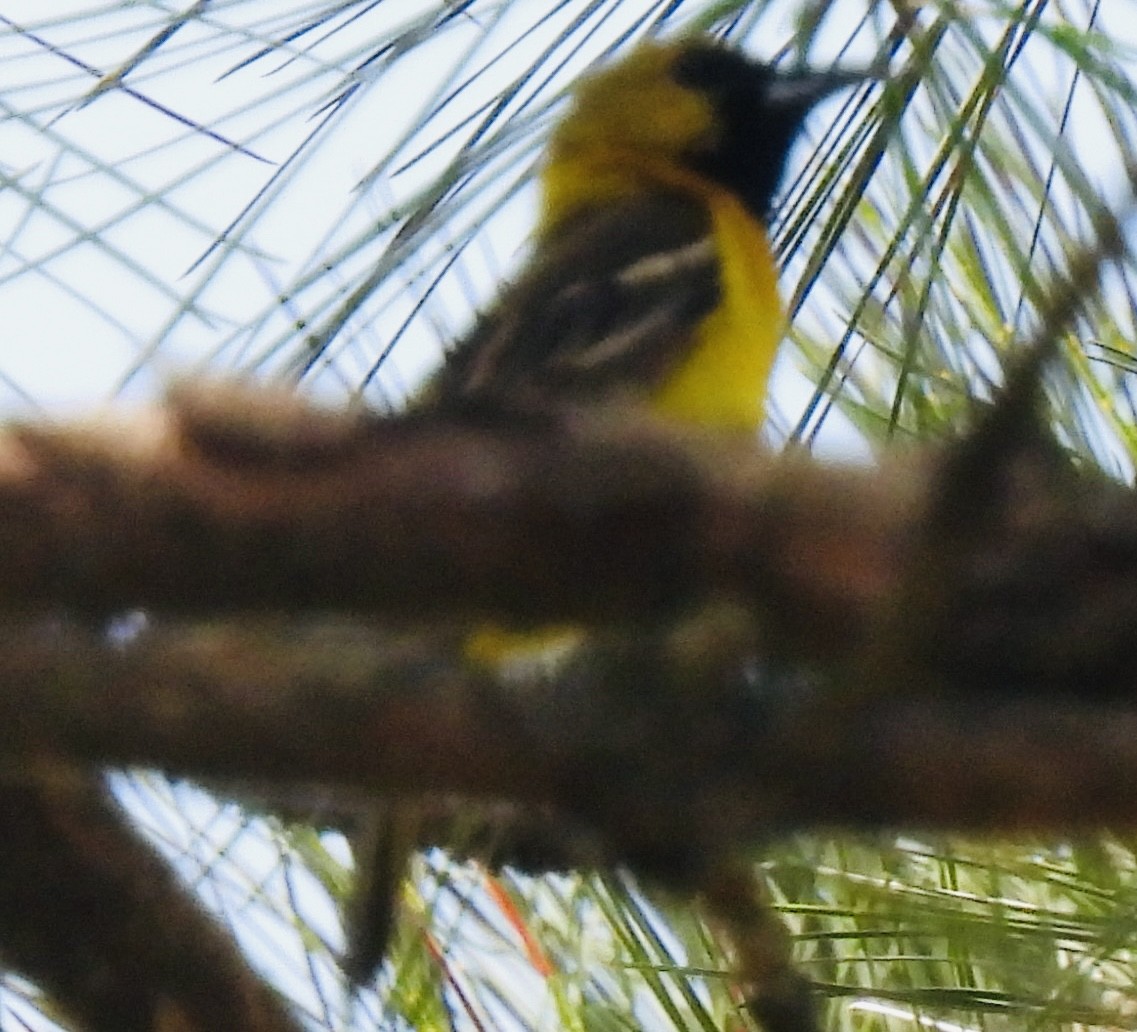 Orchard Oriole - ML452031721