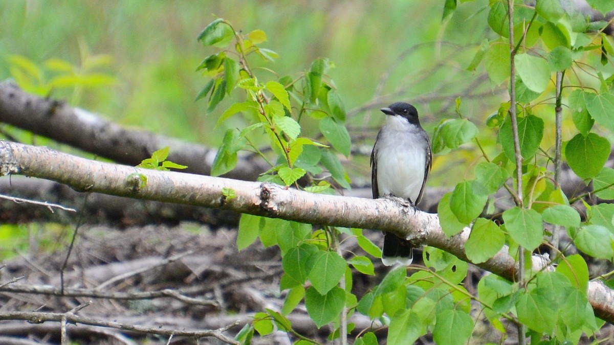 Eastern Kingbird - ML452032181