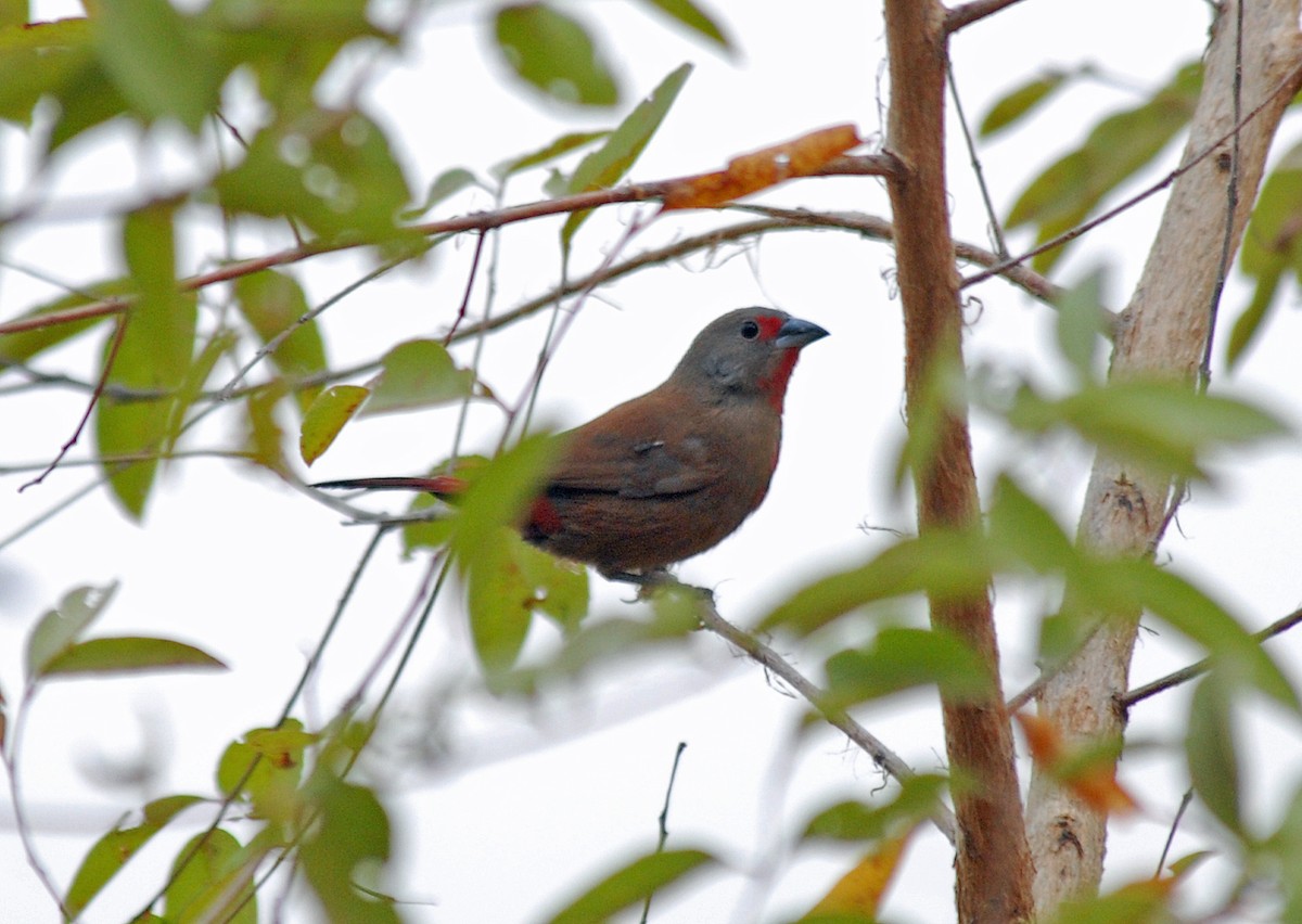 Reichenow's Firefinch - ML45203261