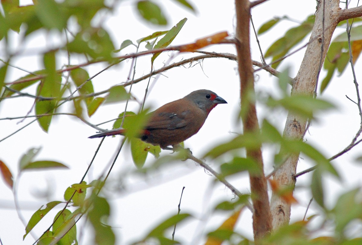 Reichenow's Firefinch - ML45203281