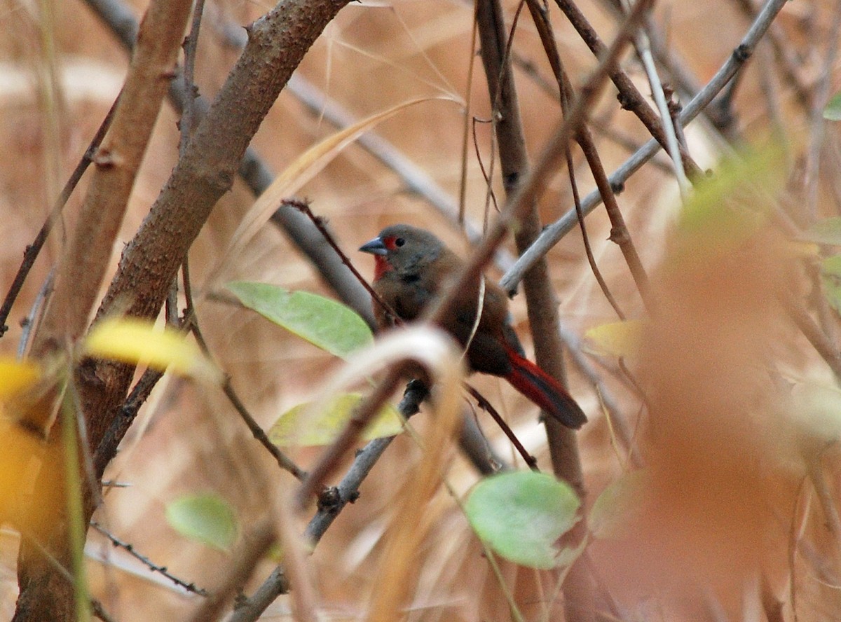 Reichenow's Firefinch - ML45203291