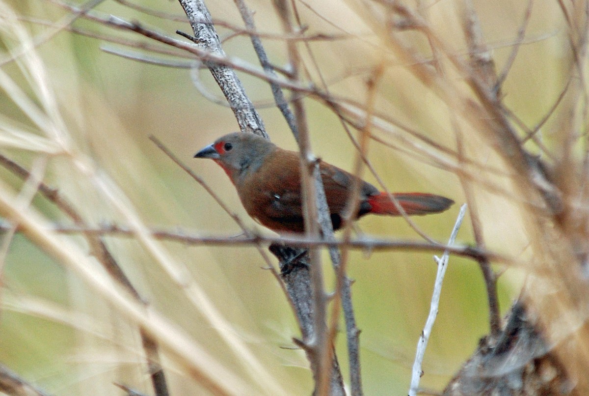 Reichenow's Firefinch - ML45203301