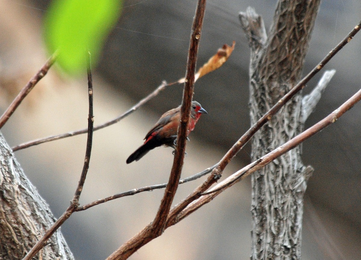 Reichenow's Firefinch - Nigel Voaden