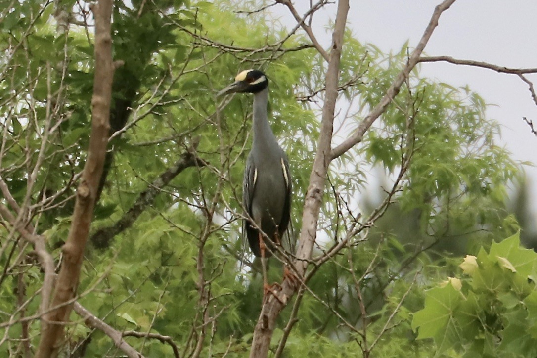 Yellow-crowned Night Heron - Irvin Pitts