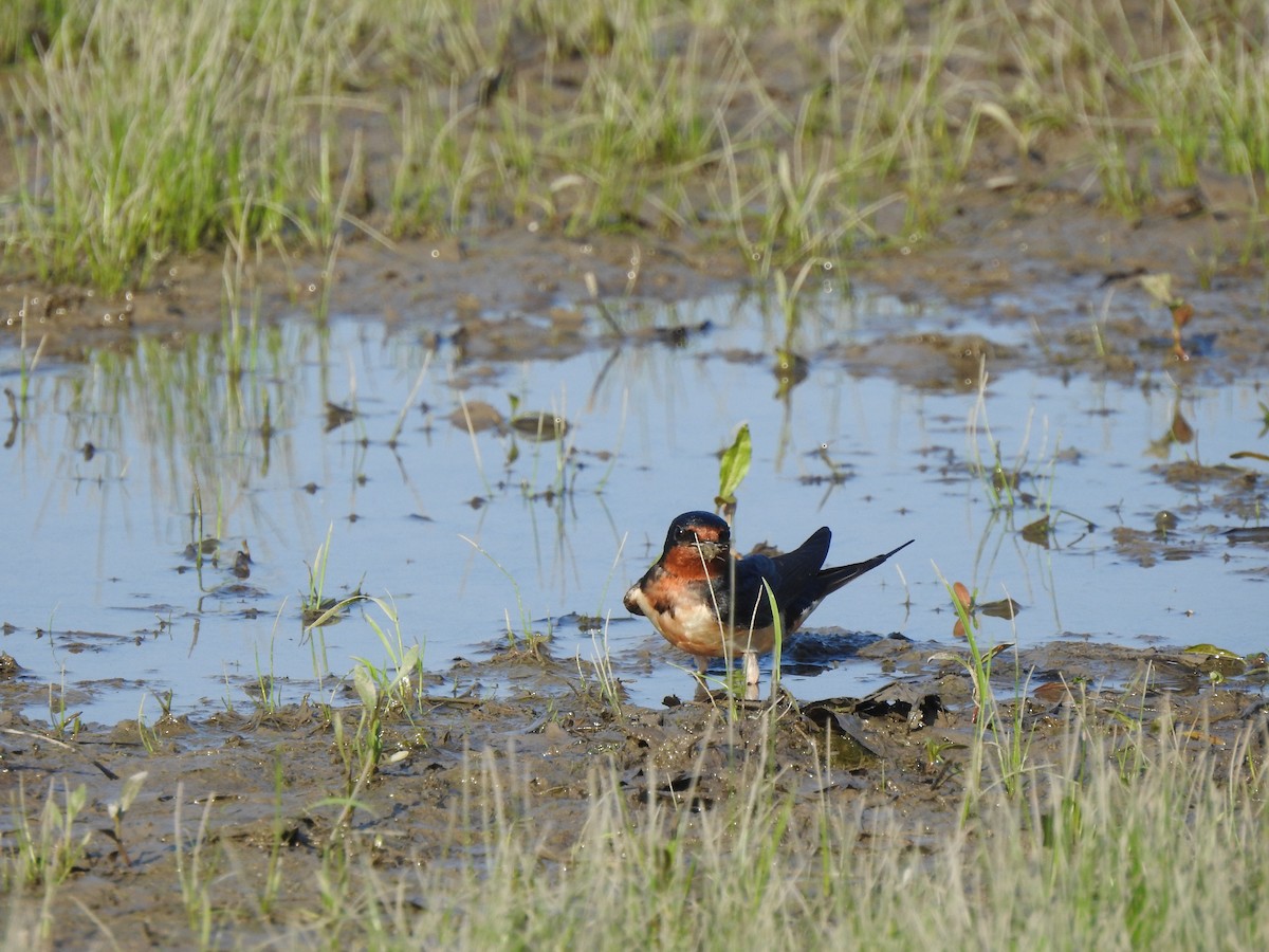 Golondrina Común - ML452034391