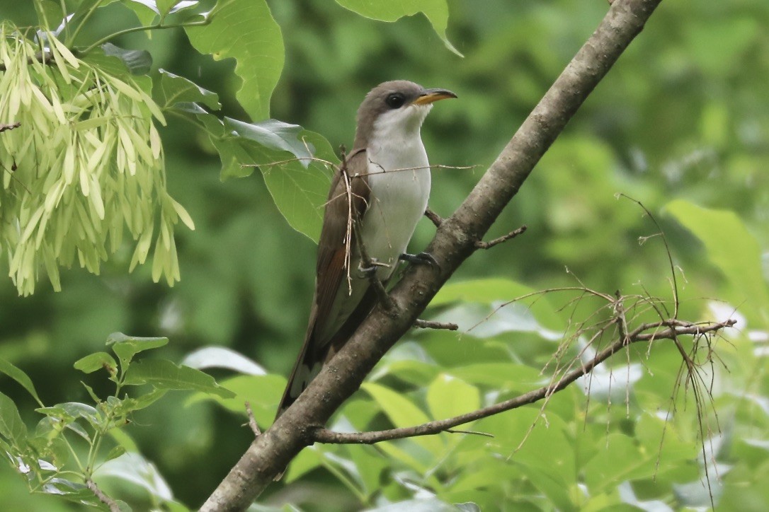 Yellow-billed Cuckoo - Irvin Pitts