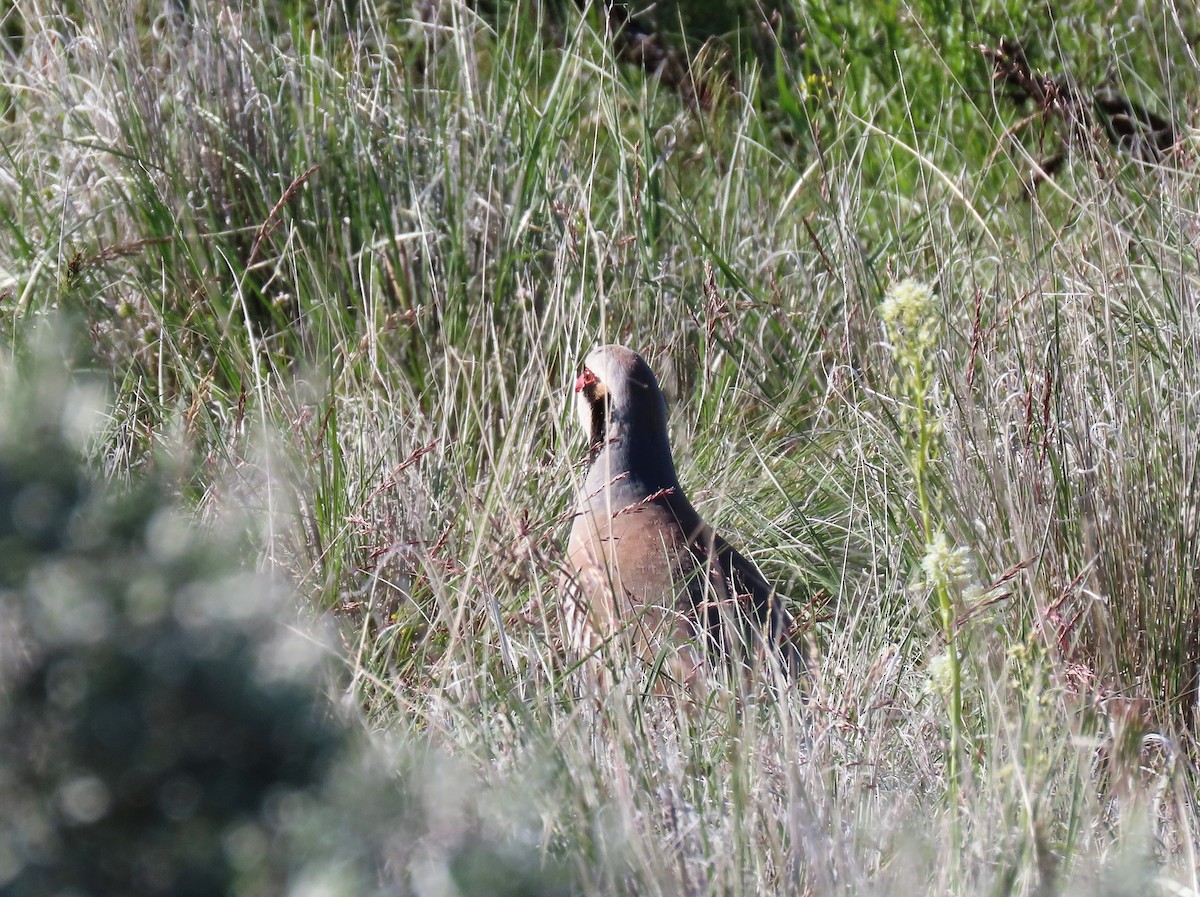 Chukar - Deborah Essman