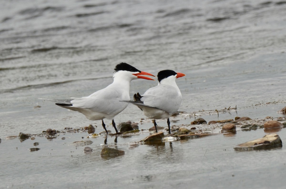 Caspian Tern - ML452034901