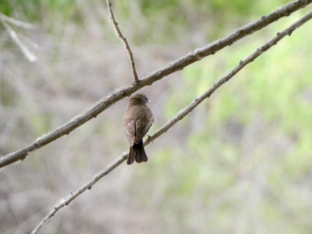 Vermilion Flycatcher - ML452036111