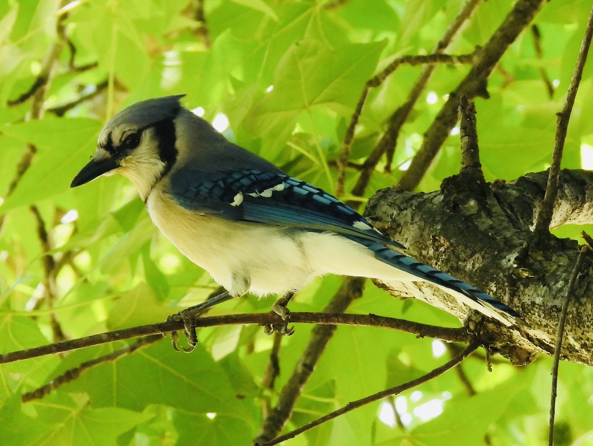 Blue Jay - ML452036721