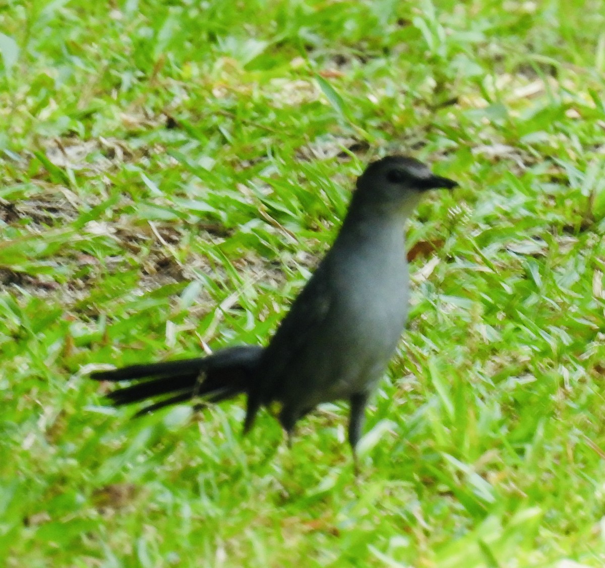 Gray Catbird - ML452037291