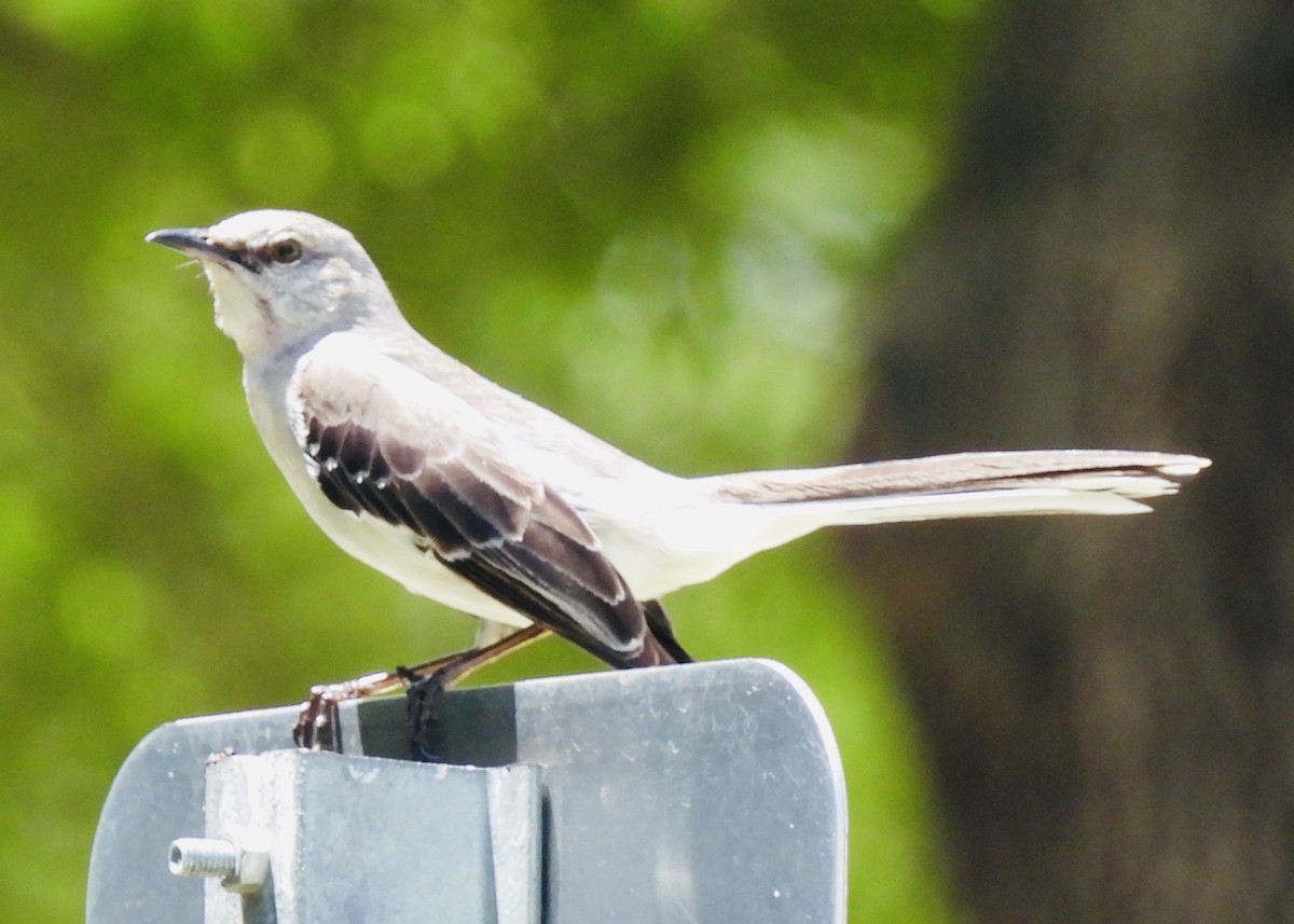 Northern Mockingbird - ML452037321