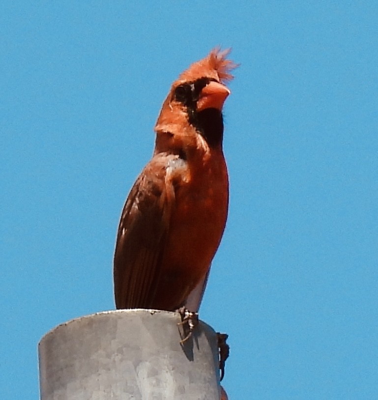 Kırmızı Kardinal - ML452037491