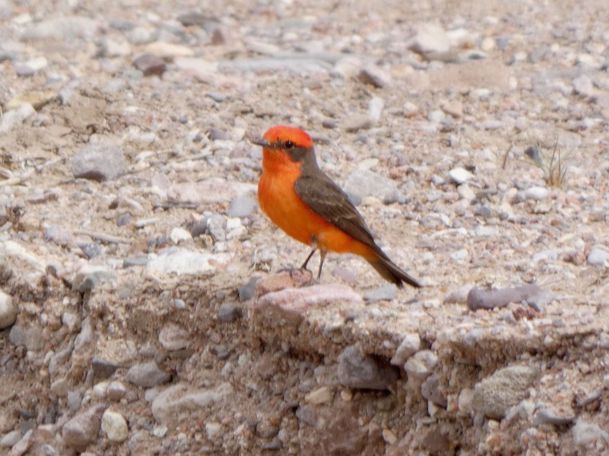 Vermilion Flycatcher - ML452038041