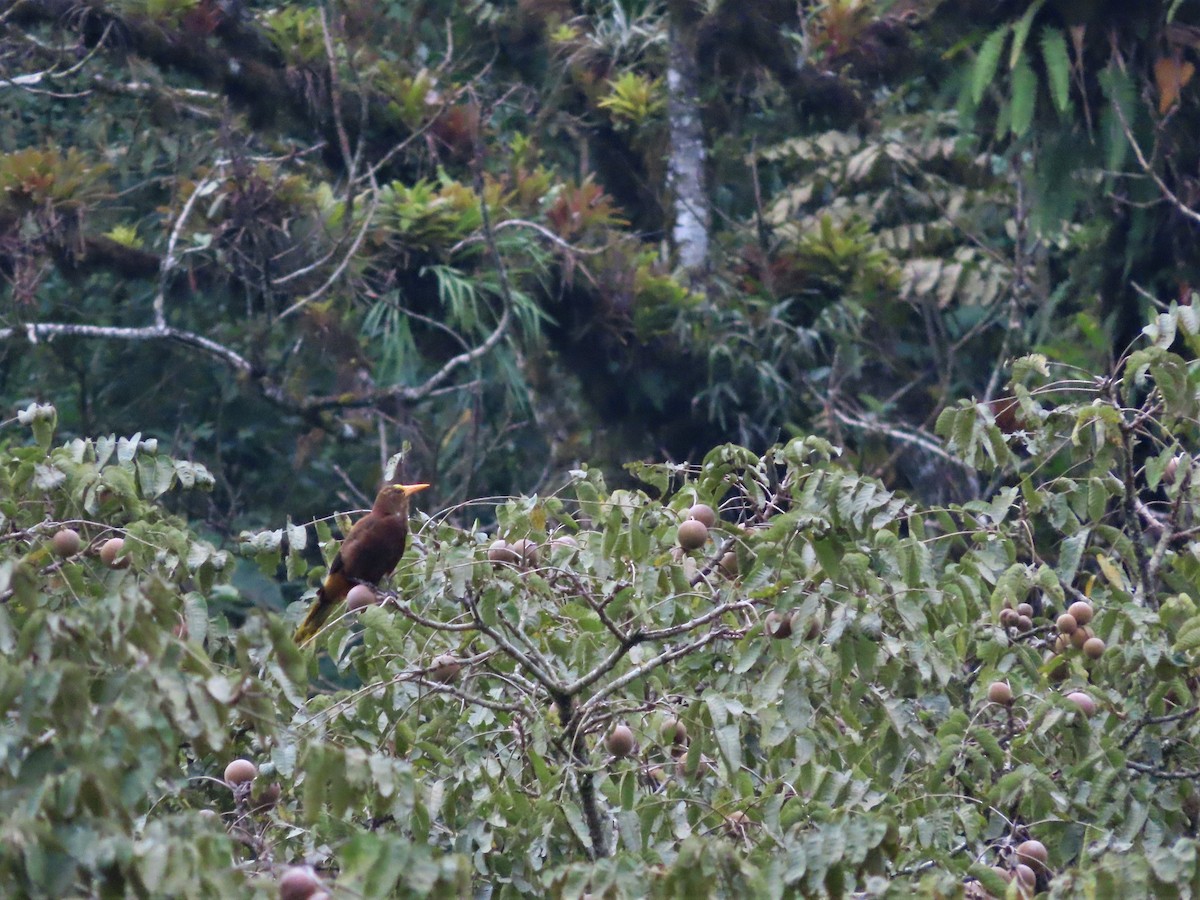 Russet-backed Oropendola - Hugo Foxonet