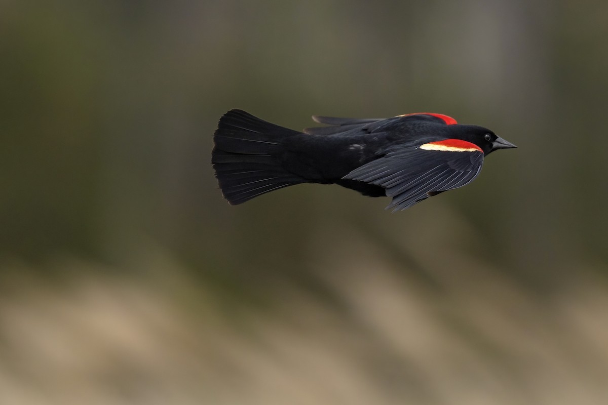 Red-winged Blackbird (Red-winged) - Matt Felperin