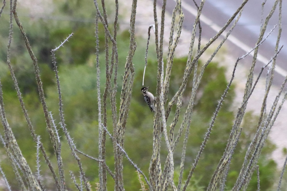 Ladder-backed Woodpecker - ML452039701