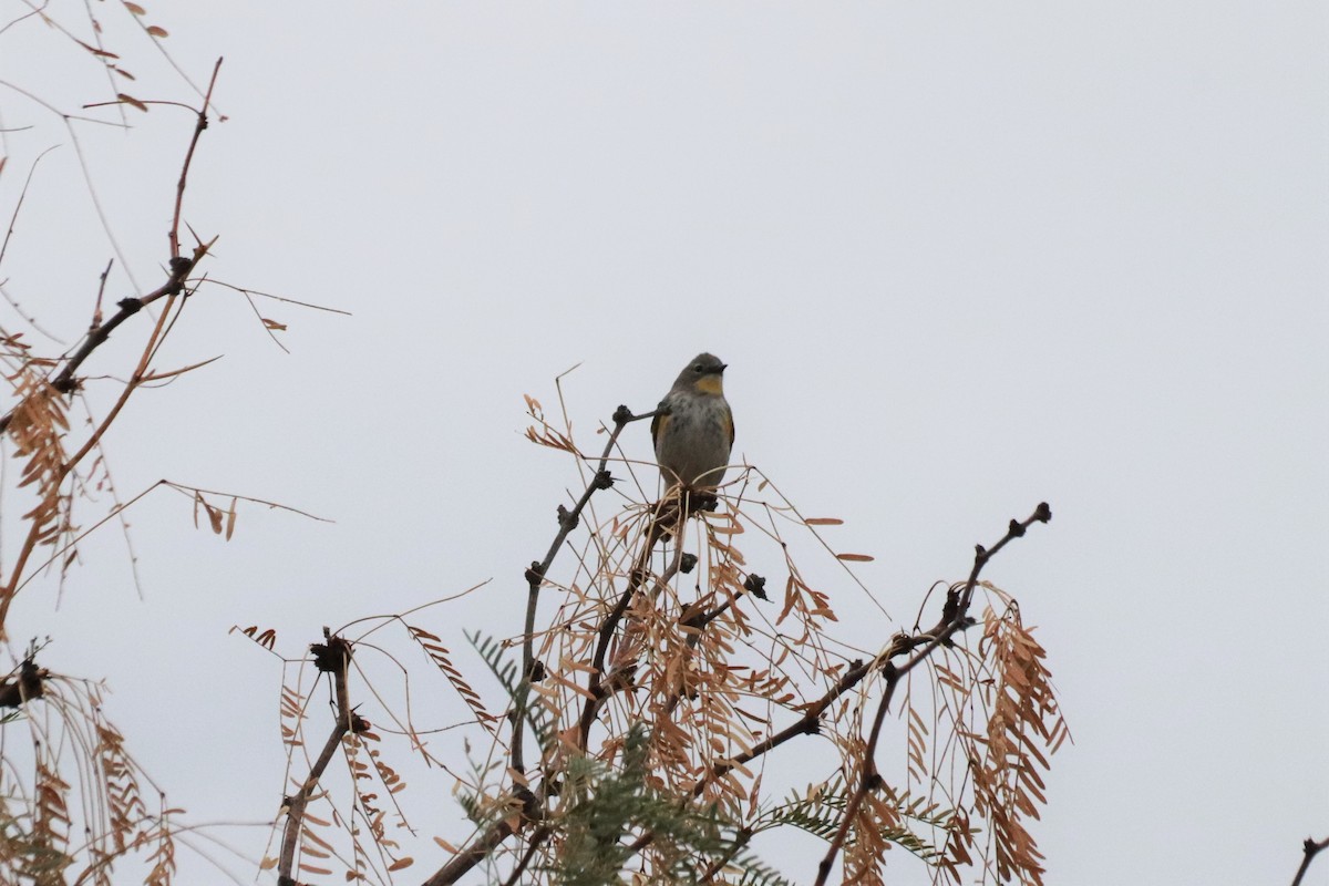 Yellow-rumped Warbler - ML452040501