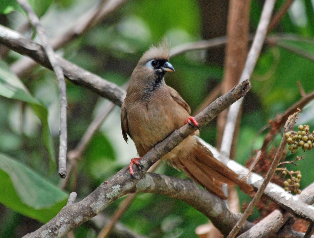 Speckled Mousebird - ML45204101