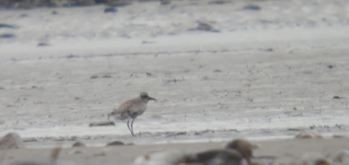 Black-bellied Plover - ML452042441