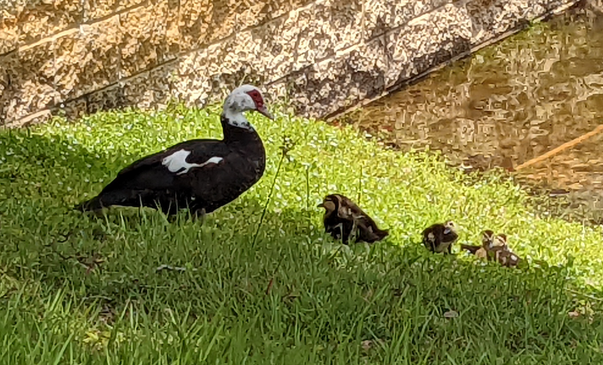 Muscovy Duck (Domestic type) - ML452043511